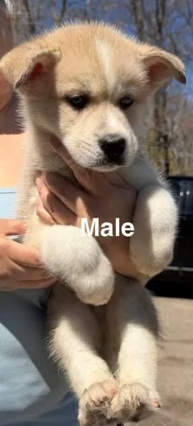 A baby large-sized male Apricot / Beige Husky dog named Teddy for adoption in Mora, MN