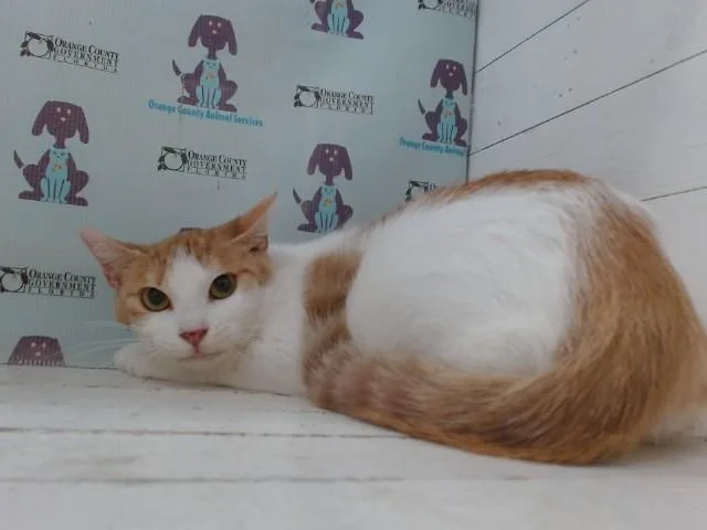 An adult small-sized female Domestic Short Hair cat named Cloe for adoption in Orlando, FL