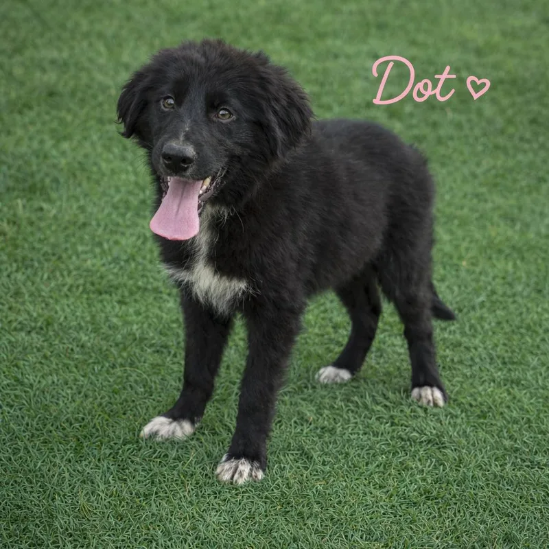 A baby medium-sized female Black Australian Shepherd dog named Dot for adoption in Hohenwald, TN