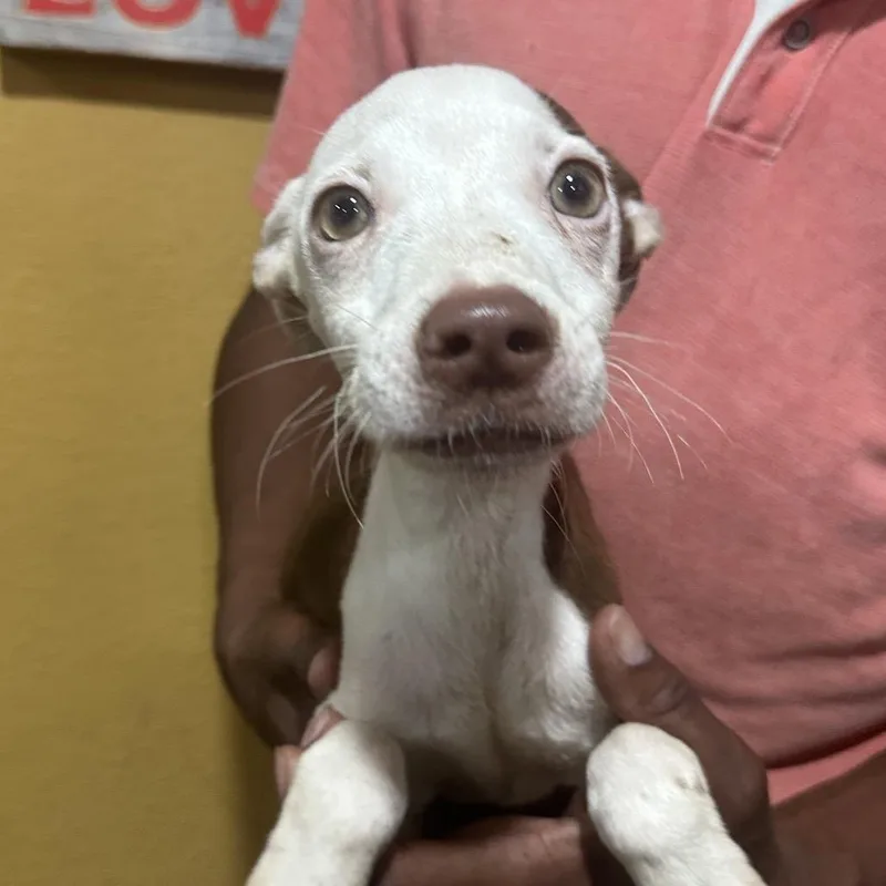 A baby medium-sized female Rat Terrier dog named Fern Local November for adoption in Brookshire, TX