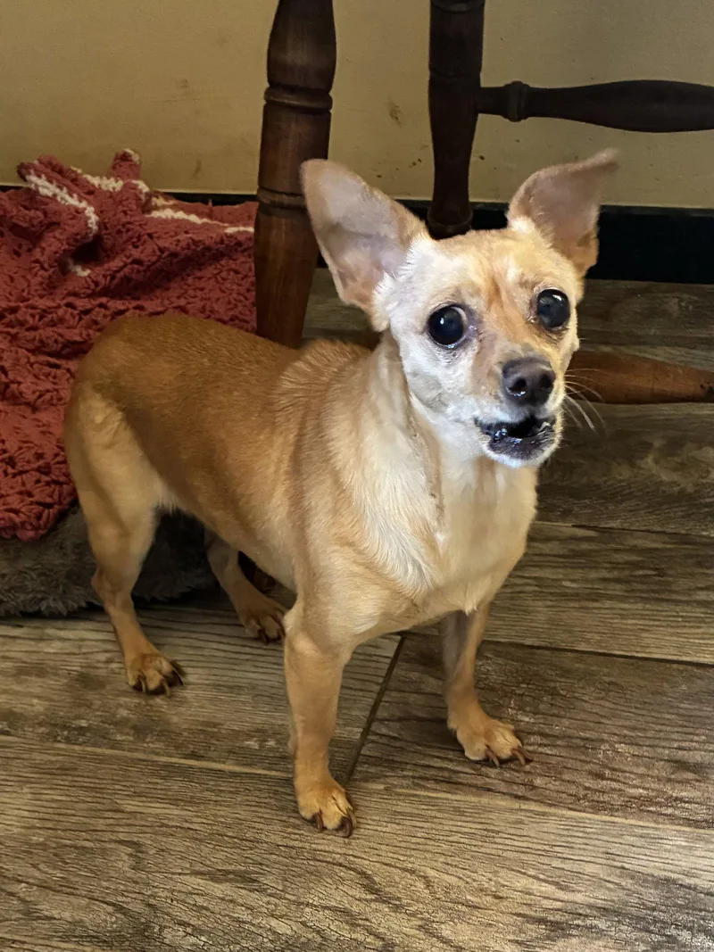 An adult small-sized male Chihuahua dog named Cheagle for adoption in Apple Valley, CA