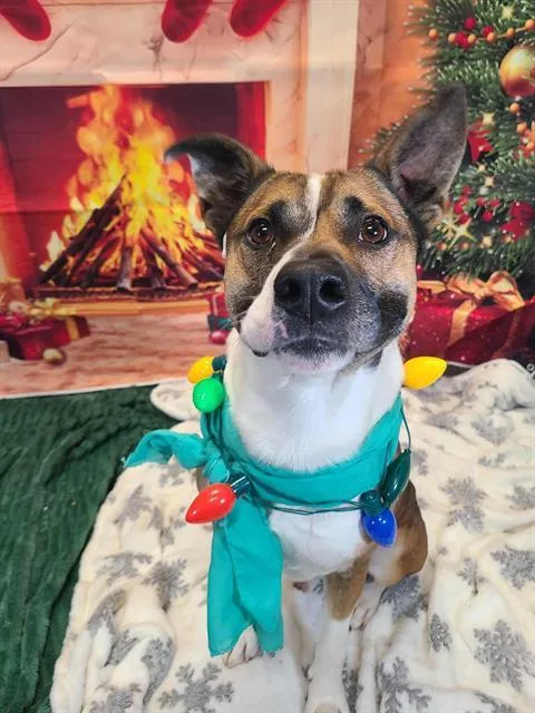 Rosco