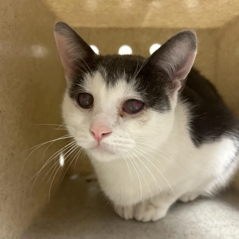 An adult medium-sized female White Domestic Short Hair cat named Berry for adoption in Reno, NV