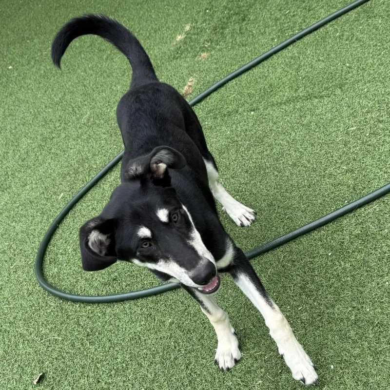 Taz