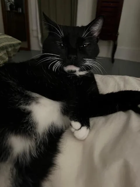 An adult medium-sized female Domestic Short Hair cat named Maggie for adoption in Bloomington, IN