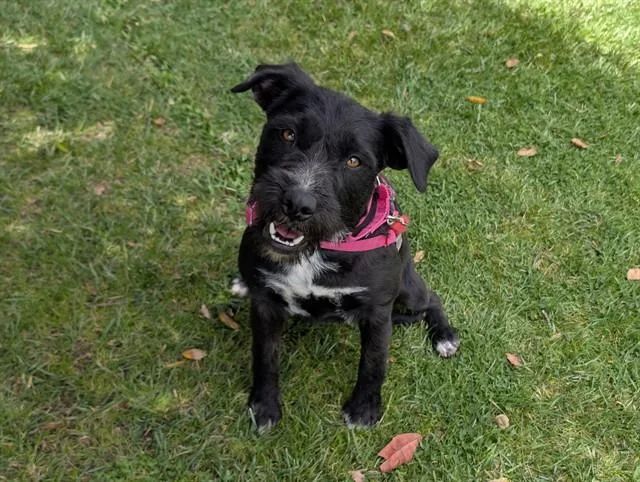 A young small-sized female Black Miniature Schnauzer dog named Vivi for adoption in San Clemente, CA