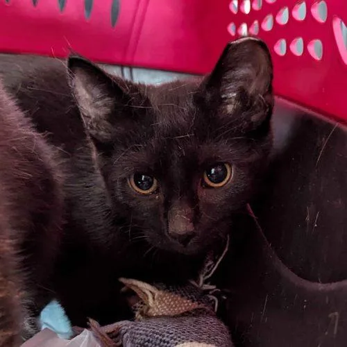 A young small-sized male Black Domestic Short Hair cat named Din for adoption in Seven Valleys, PA