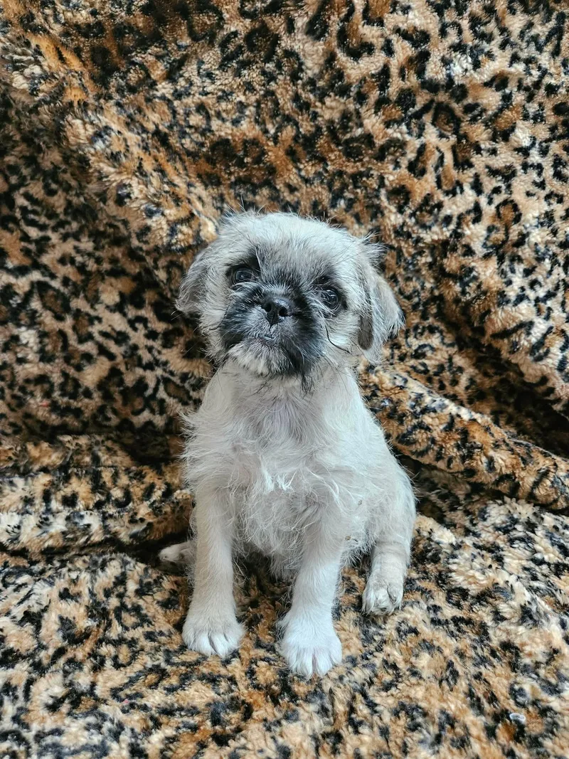 A young medium-sized female Pug dog named Rebbie for adoption in El Centro, CA