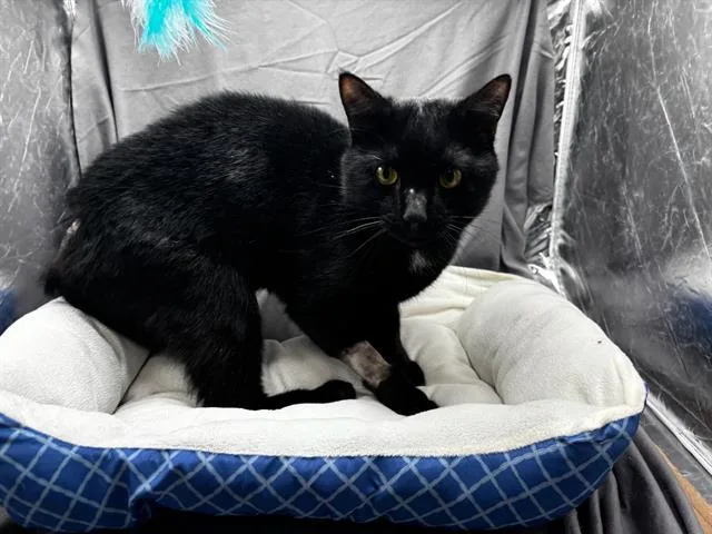 A young large-sized male Domestic Short Hair cat named Mac for adoption in Appling, GA