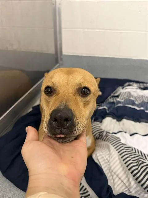 A young medium-sized female Rhodesian Ridgeback dog named Bailey for adoption in Indianapolis, IN
