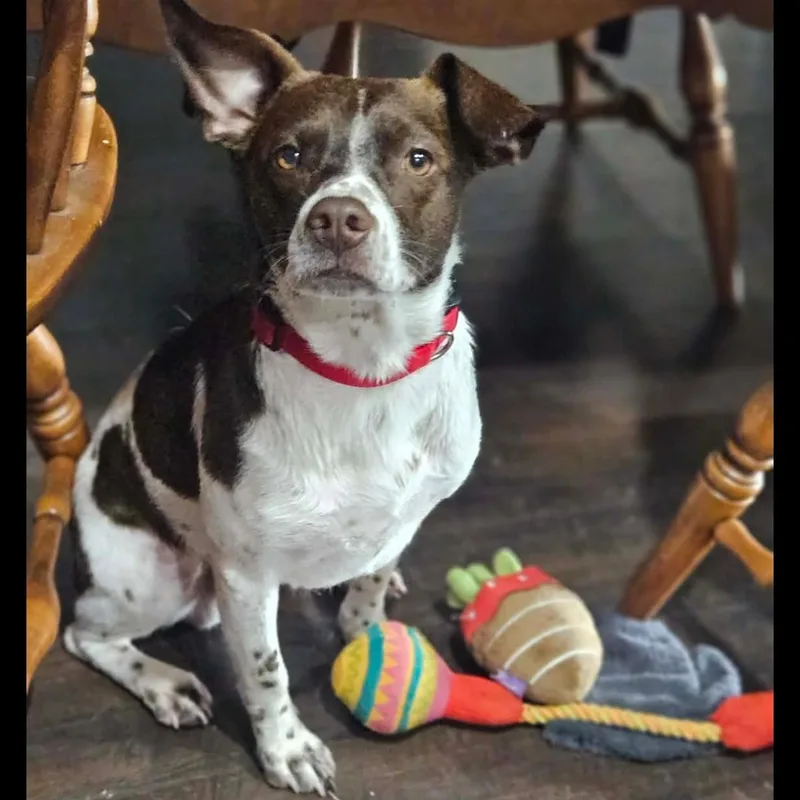 A young small-sized male Bicolor Jack Russell Terrier dog named Banjo for adoption in Cleveland, TX