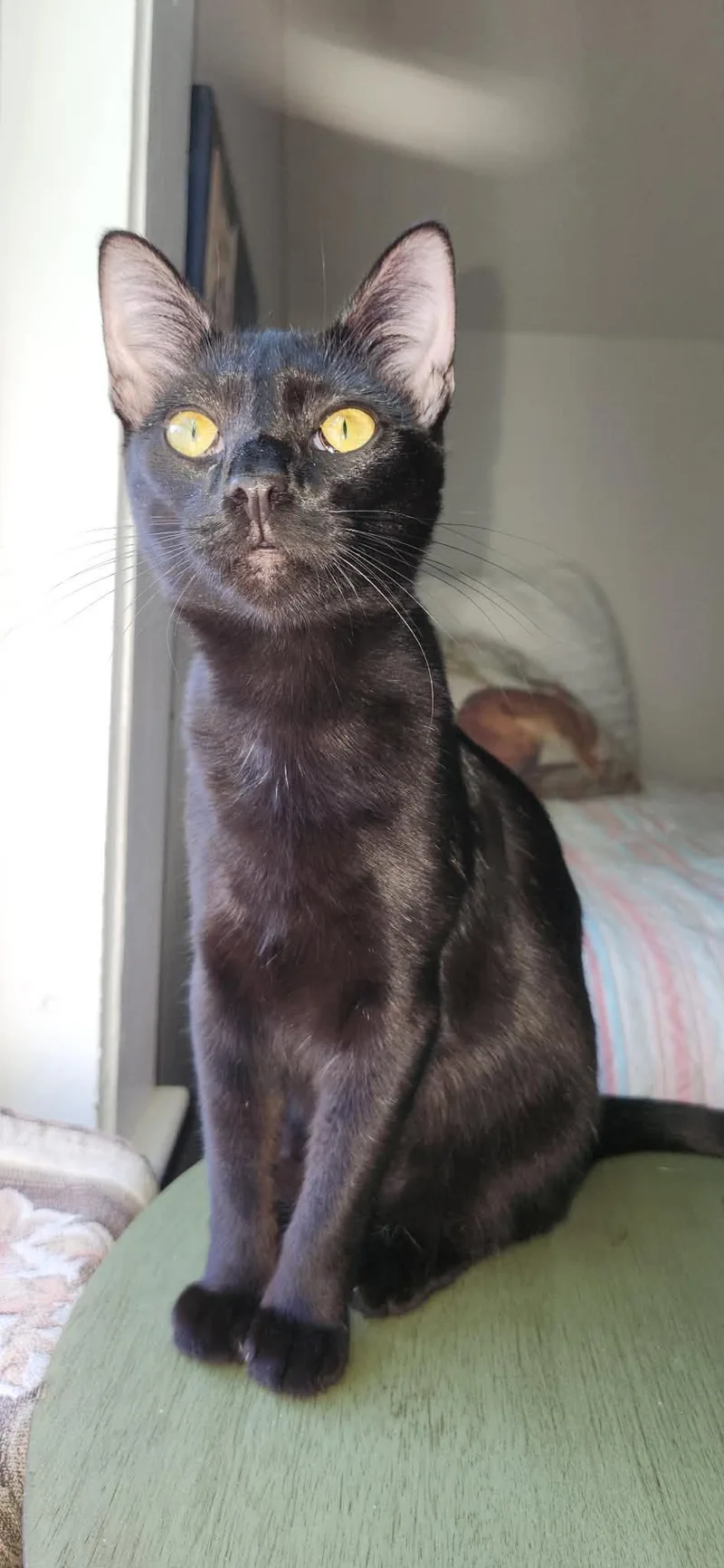 A baby medium-sized female Black Domestic Short Hair cat named Valor AND Wini for adoption in Gonic, NH