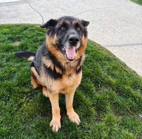 An adult large-sized male Black German Shepherd Dog dog named Duke for adoption in Pleasant Grove, CA