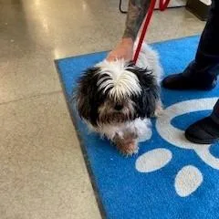 A senior small-sized male Black Shih Tzu dog named Billy Ray for adoption in York, PA