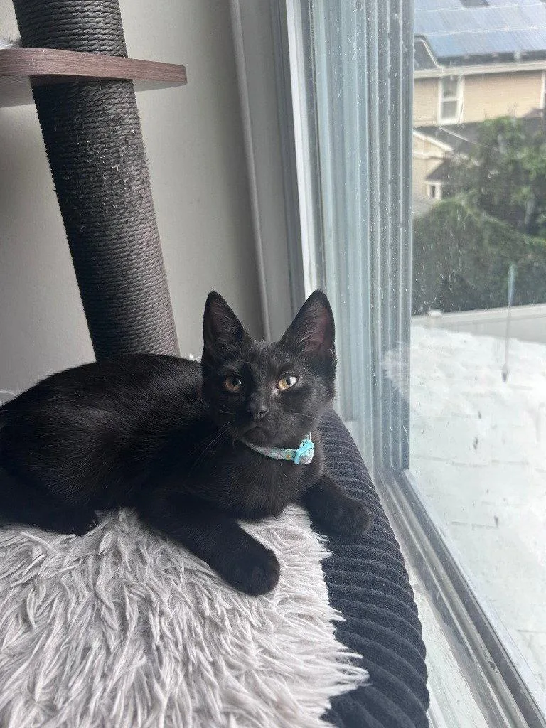 A baby small-sized female Black Domestic Short Hair cat named Dew Drop for adoption in Sayreville, NJ