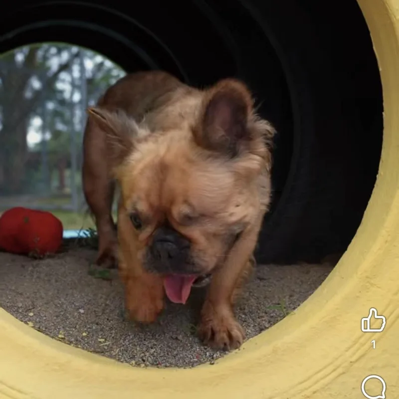 A senior small-sized female French Bulldog dog named Evee for adoption in Humacao, PR