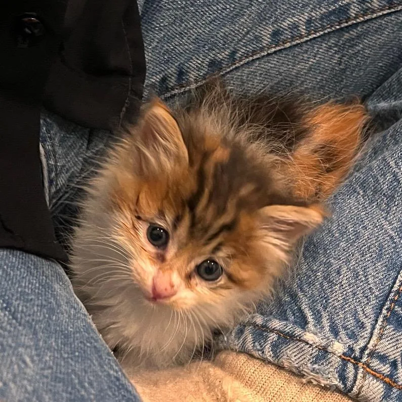 A baby small-sized female Calico Domestic Long Hair cat named Sweet Pea for adoption in Tustin, CA