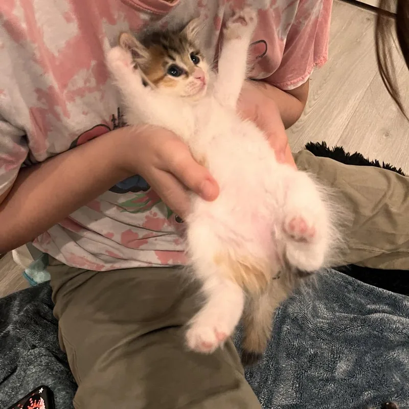 Sweet Pea thumbnail 3
