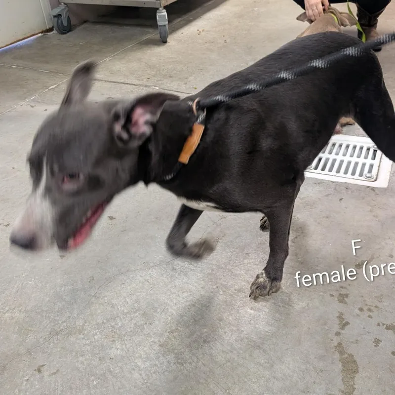 A young medium-sized female Gray / Blue / Silver Mixed Breed dog named Felicia for adoption in Emporia, KS