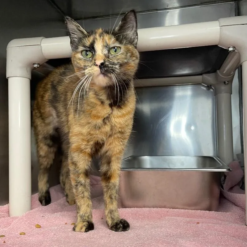An adult medium-sized female Domestic Short Hair cat named Nugget for adoption in Roanoke, VA