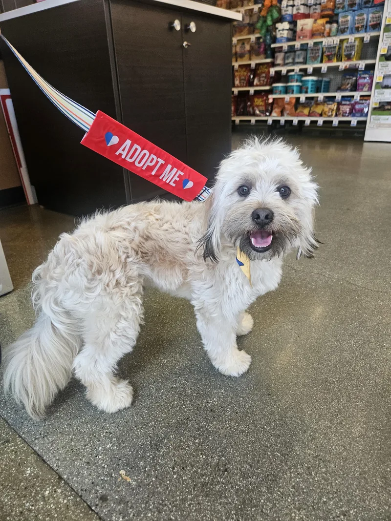 An adult small-sized male White / Cream Maltipoo dog named Guero for adoption in Los Angeles, CA