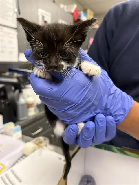 A baby small-sized female Domestic Short Hair cat named Zinnia for adoption in Ontario, CA