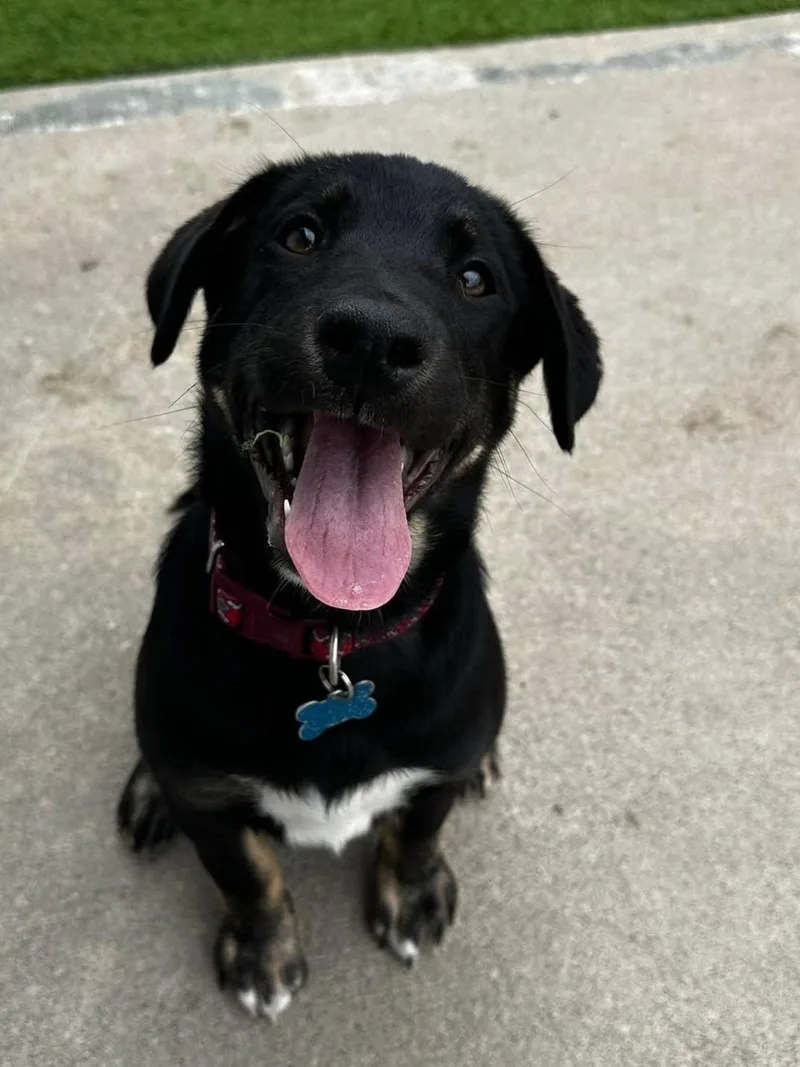A baby large-sized male Black Shepherd dog named Stefan for adoption in Cedar Rapids, IA