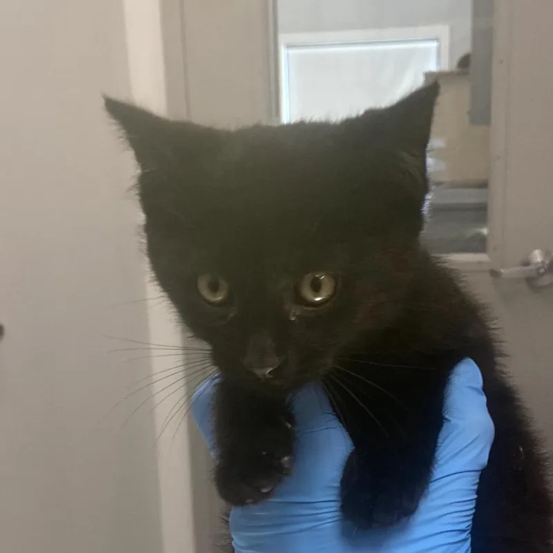 A baby small-sized female Black Domestic Medium Hair cat named Zippy for adoption in Winston Salem, NC