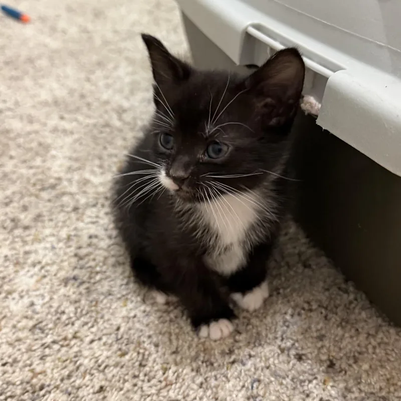 A baby small-sized female Black Domestic Short Hair cat named Coconut for adoption in Washington, DC
