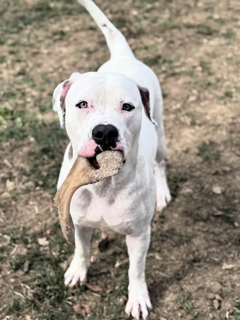 An adult large-sized female Pit Bull Terrier dog named Angel for adoption in Pekin, IL