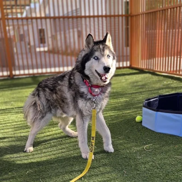 A senior large-sized male Siberian Husky dog named Lobo for adoption in Las Vegas, NV