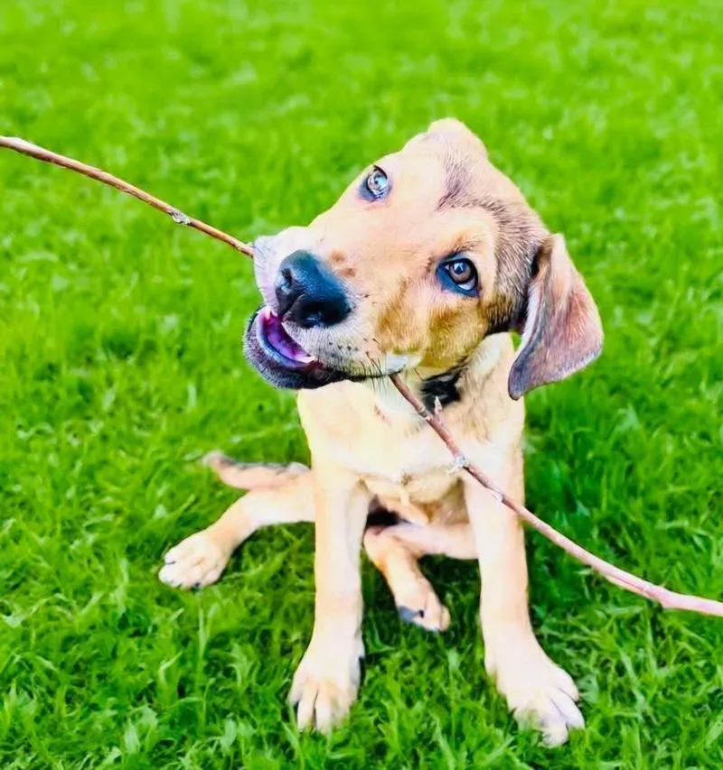 A baby medium-sized female Bicolor Belgian Shepherd / Malinois dog named Ivy for adoption in San Antonio, TX