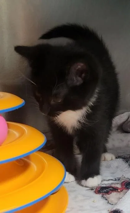 A baby small-sized female Domestic Short Hair cat named Alani for adoption in West Chester, PA