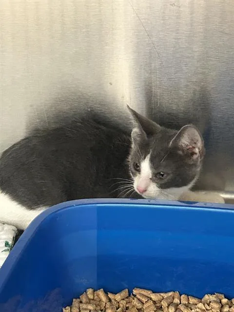 A young small-sized female Domestic Short Hair cat named Marshall for adoption in Sugar Land, TX