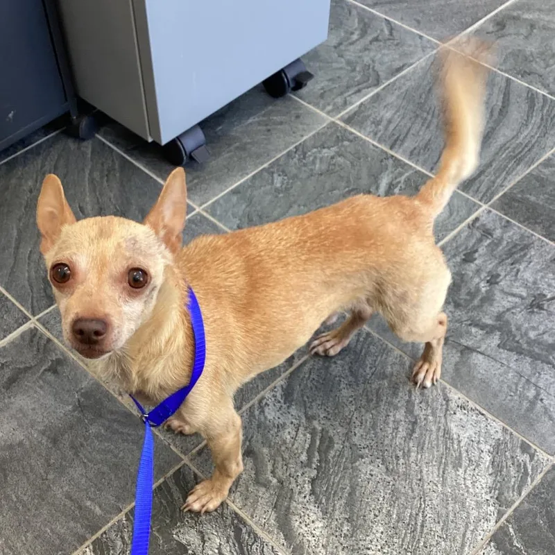 An adult small-sized male Yellow / Tan / Blond / Fawn Chihuahua dog named Keeper for adoption in Clearwater, FL