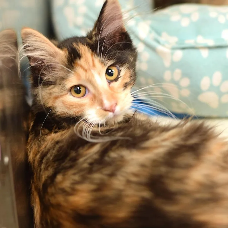A baby small-sized female Calico Domestic Medium Hair cat named Caramel Apple for adoption in Belleville, IL