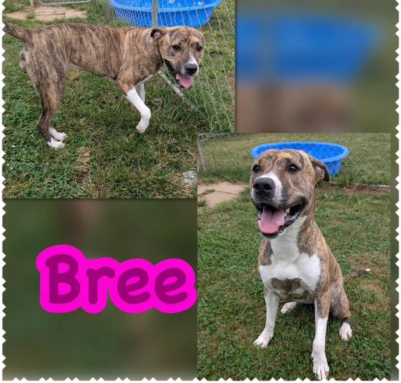 Bree