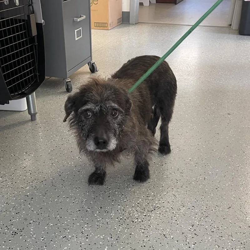 An adult small-sized female Black Scottish Terrier dog named Rye for adoption in Galax, VA