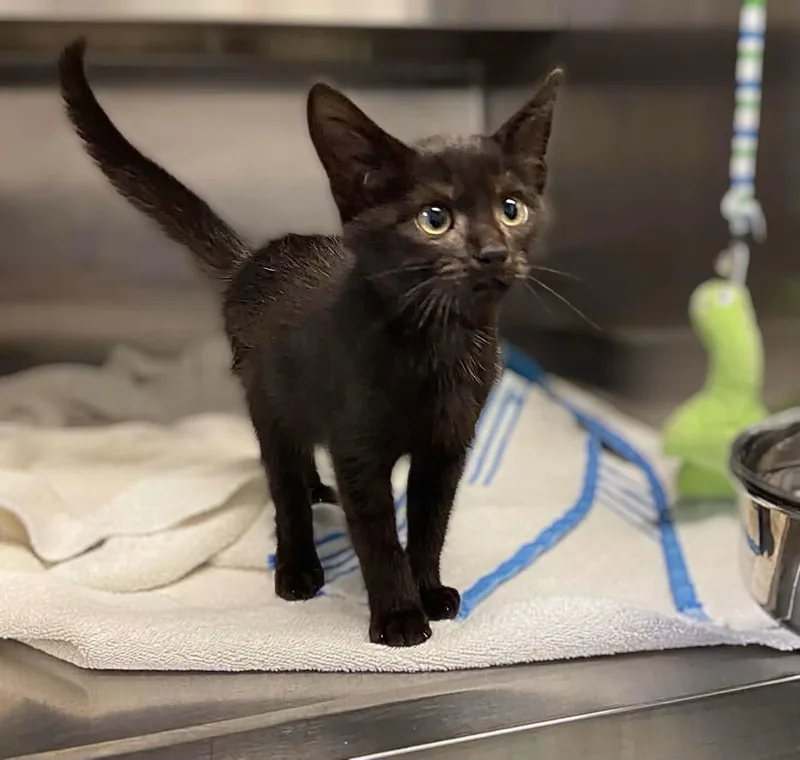 A baby small-sized male Black Domestic Short Hair cat named Kuro for adoption in Germanton, NC
