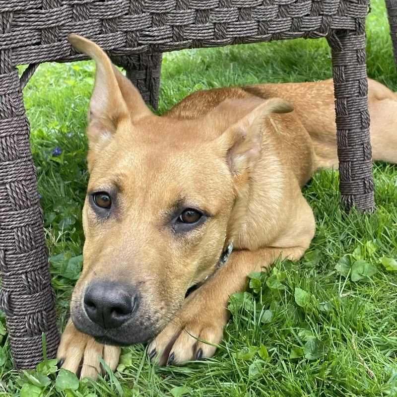 A young medium-sized female Brown / Chocolate Mixed Breed dog named Dot for adoption in Novelty, OH