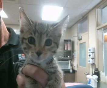 A baby small-sized male Domestic Short Hair cat named Denny for adoption in Sacramento, CA