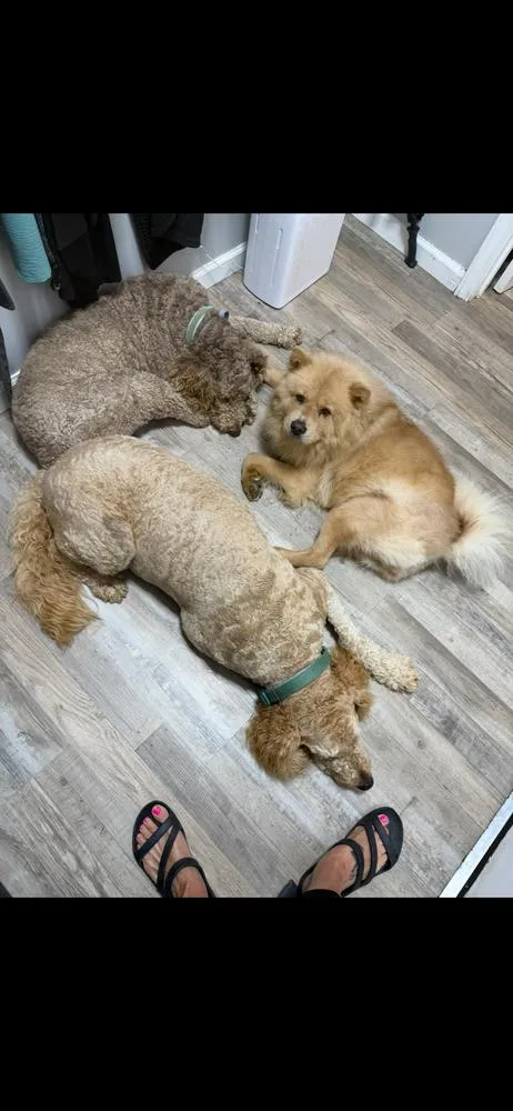 An adult large-sized female Chow Chow dog named Honey Bear for adoption in Chattanooga, TN