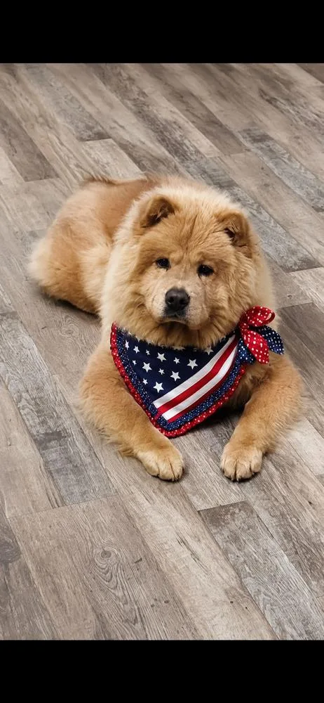 Honey Bear thumbnail 2