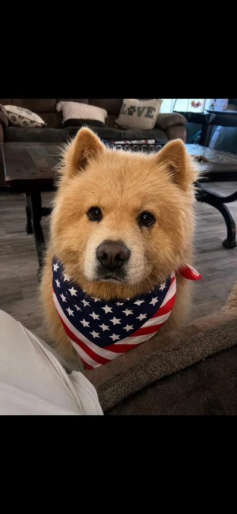 Honey Bear thumbnail 3