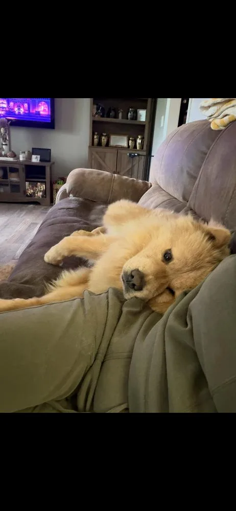 Honey Bear thumbnail 4