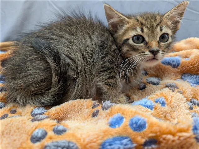 An adult small-sized male Domestic Short Hair cat named Odin for adoption in Appling, GA