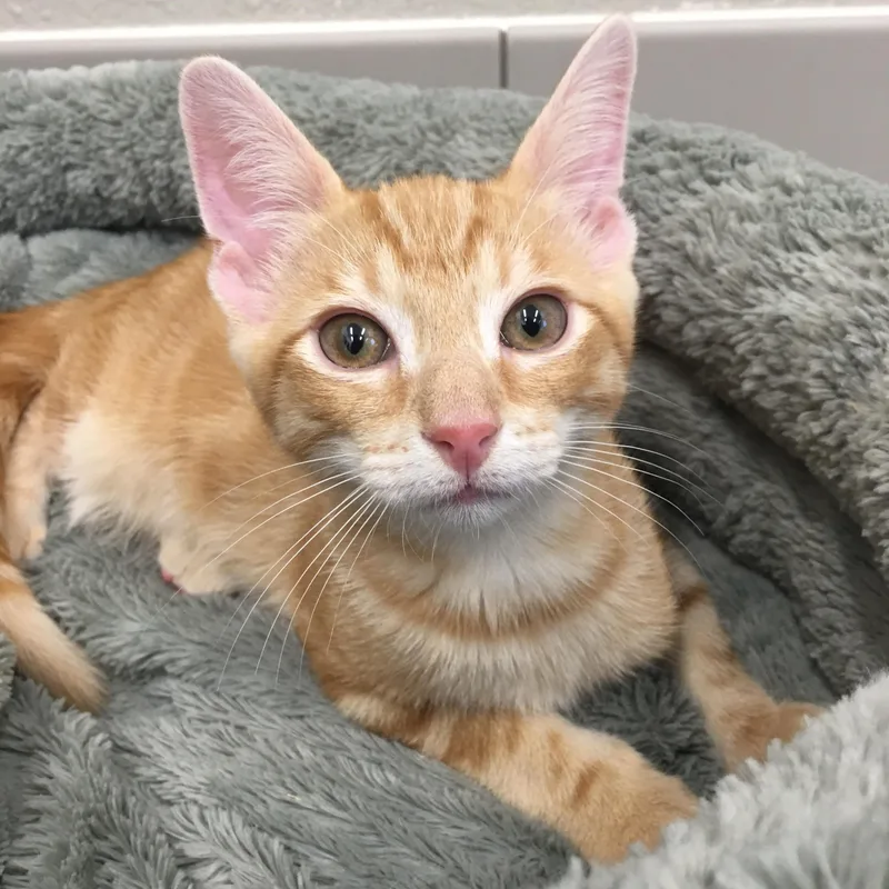A baby small-sized male Tabby (Orange / Red) Domestic Short Hair cat named Wheaties for adoption in Greenville, TX