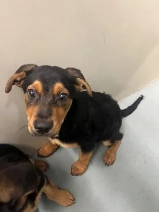 A baby small-sized female Rottweiler dog named Sunflora for adoption in New Orleans, LA