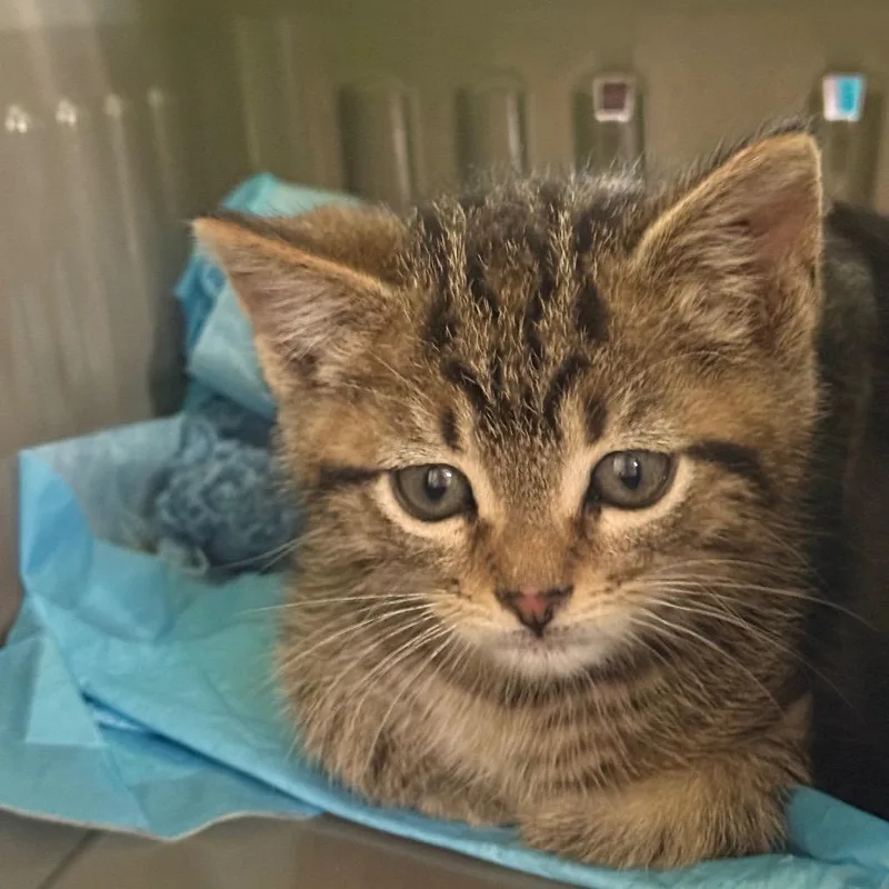 A baby medium-sized male Tabby (Brown / Chocolate) Domestic Short Hair cat named Goldfish for adoption in Fenton, MI