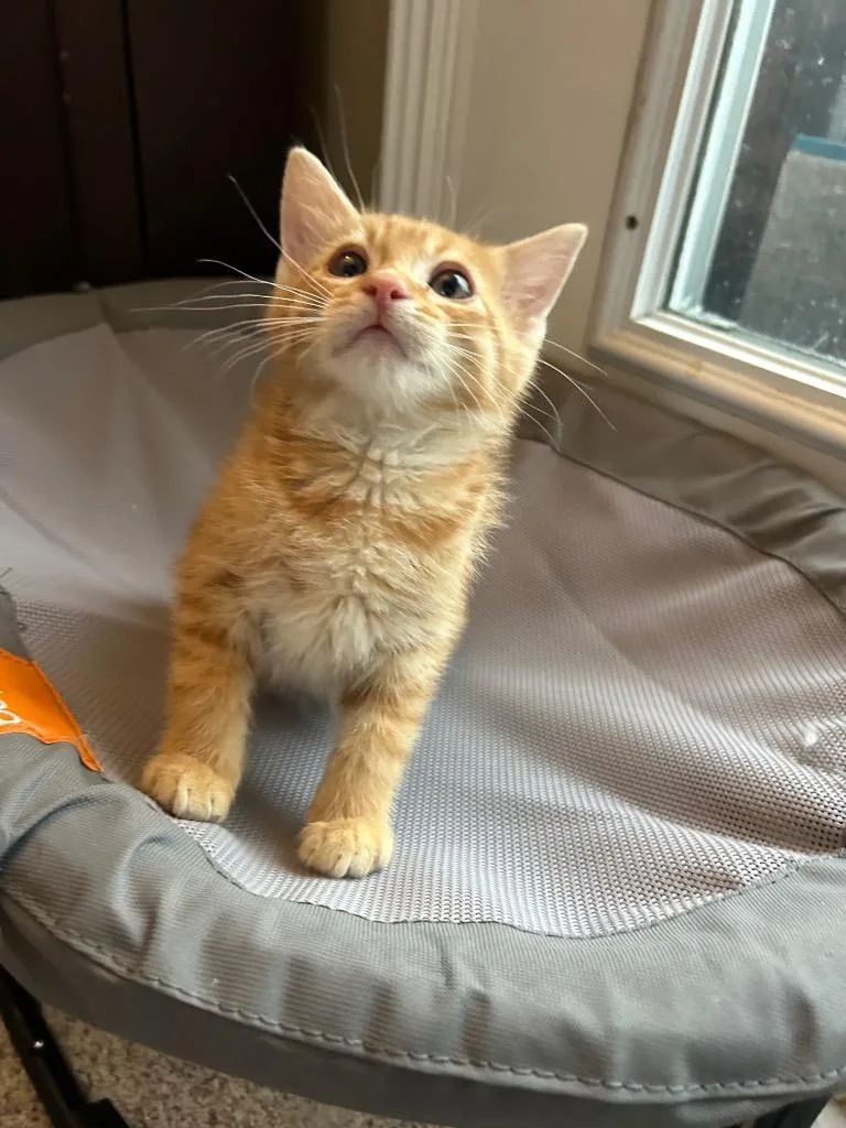 A baby small-sized male Domestic Medium Hair cat named Chester for adoption in Ogden, UT